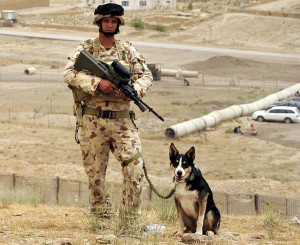 Sapper Darren Smith and EDD Herbie, KIA June 7 2010, Mirabad Valley, Afghanistan