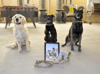 Thumbnail image for Canine warriors honoured with Military Working Dog Day