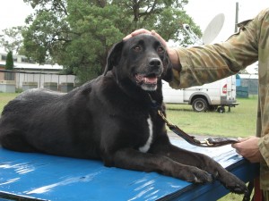 Sarbi back on Australian soil 