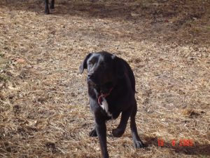 Sarbi with her signature tell - her paw raised